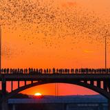 Bat Bridge - easy, free, iconic Austin experience seeing millions of bats flying over the river
