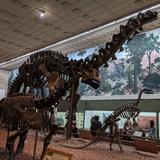 Yale Peabody Museum