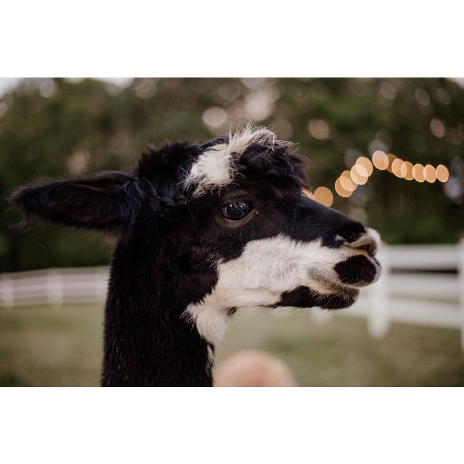 Alpaca ♥