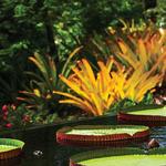 Naples Botanical Garden