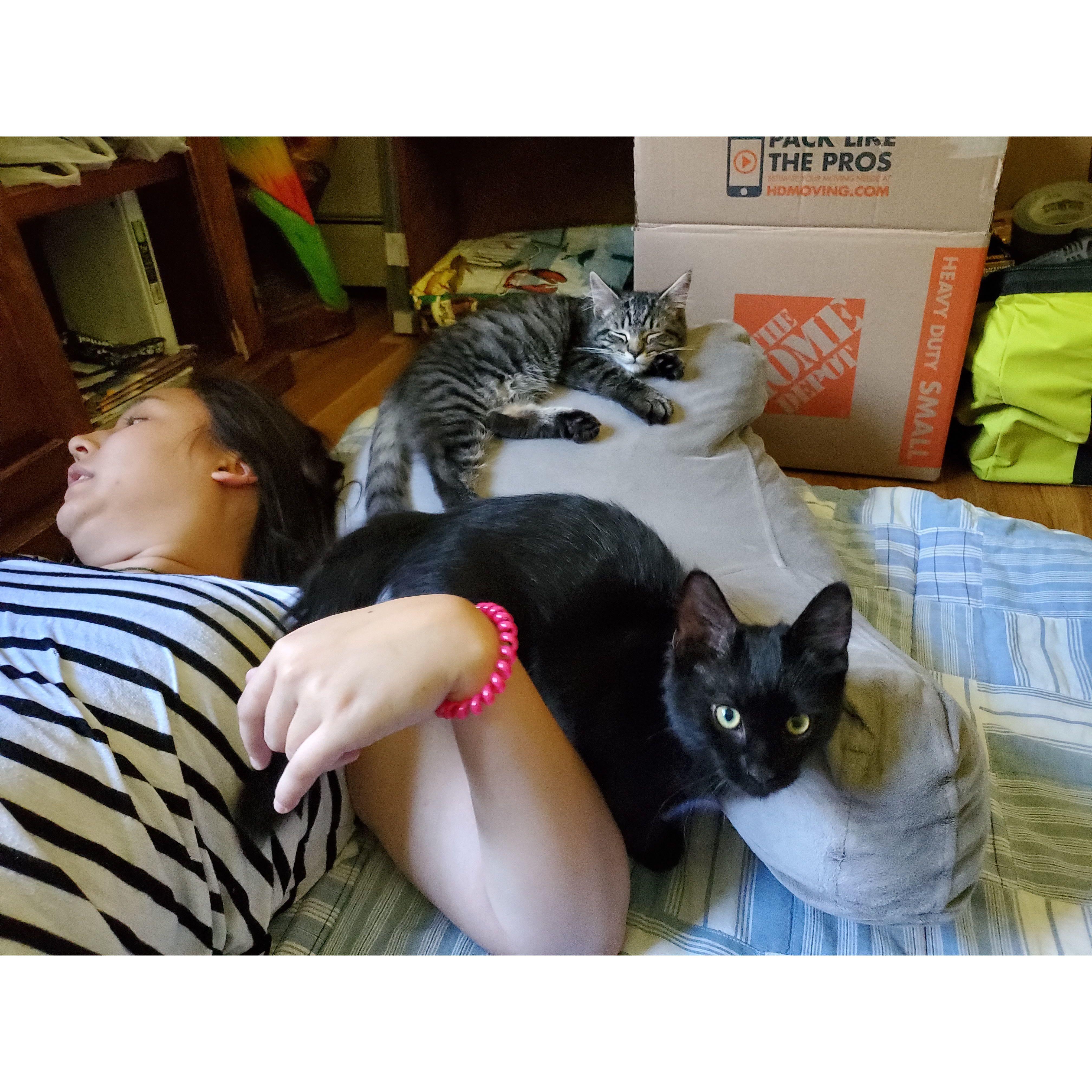 First day with the kitties!