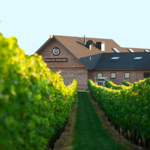 Newport Vineyard