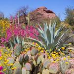 Desert Botanical Garden