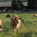 Billings Farm & Museum