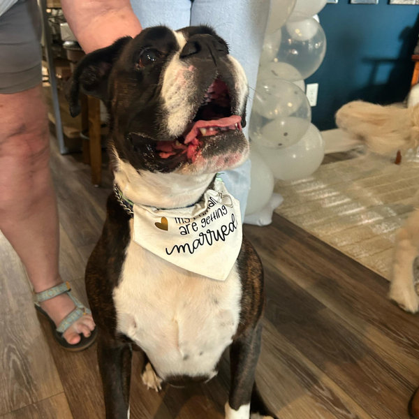 Our Pet Toy Fund
