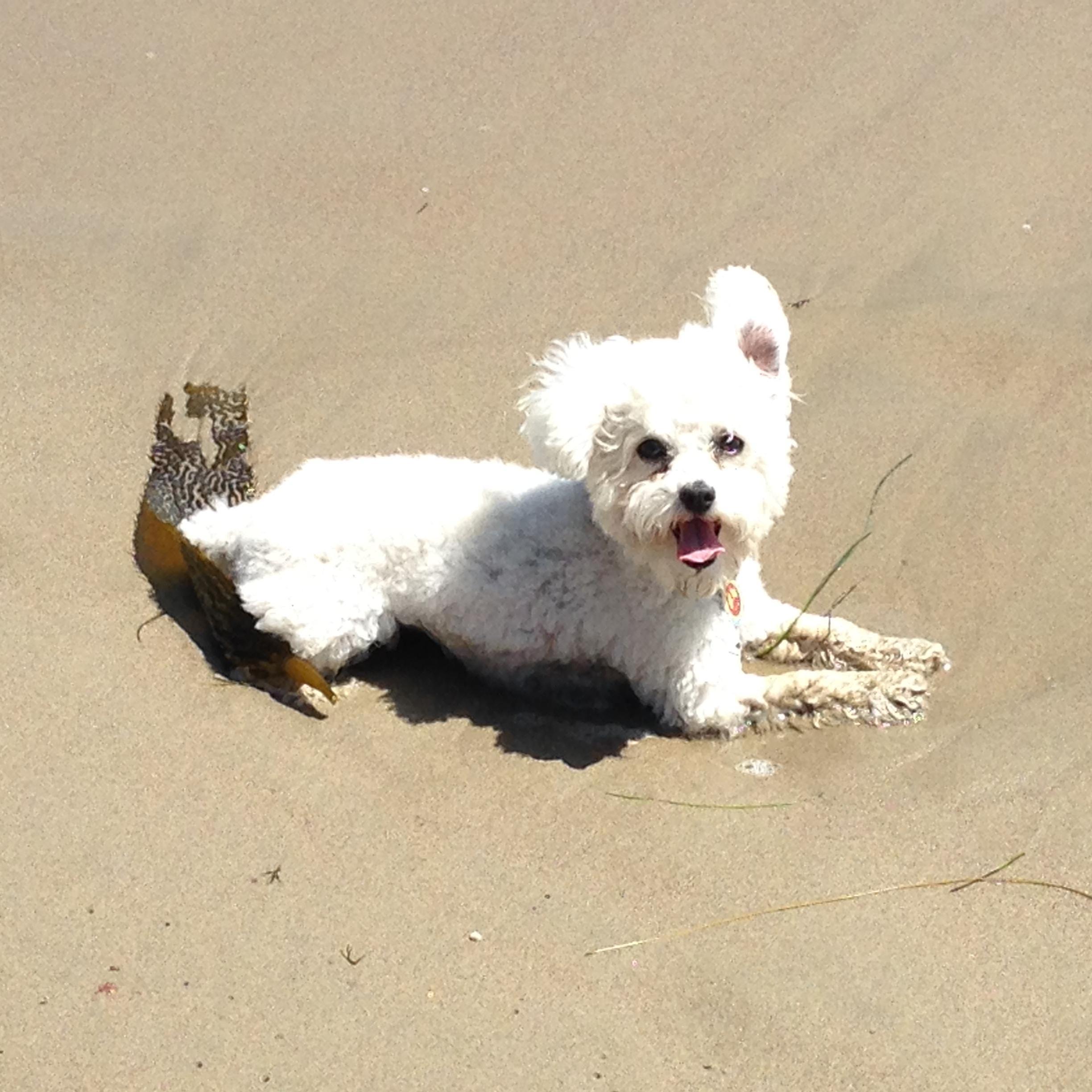 Lucky loves the beach!