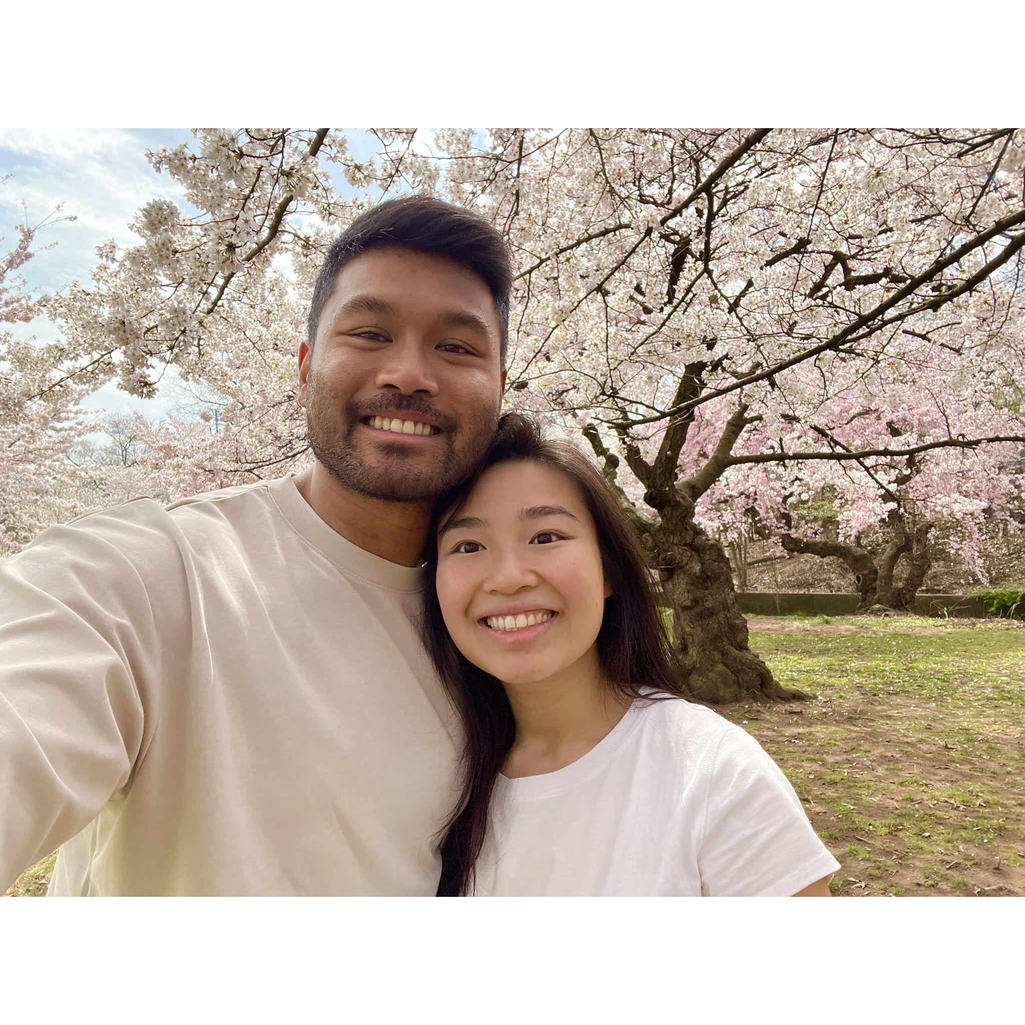 Best Cherry Blossom in ... Branch Brook NEW JERSEY