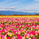 Skagit Valley Tulip Festival