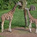 Fort Wayne Children's Zoo