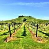 Twisted and Tangled Winery