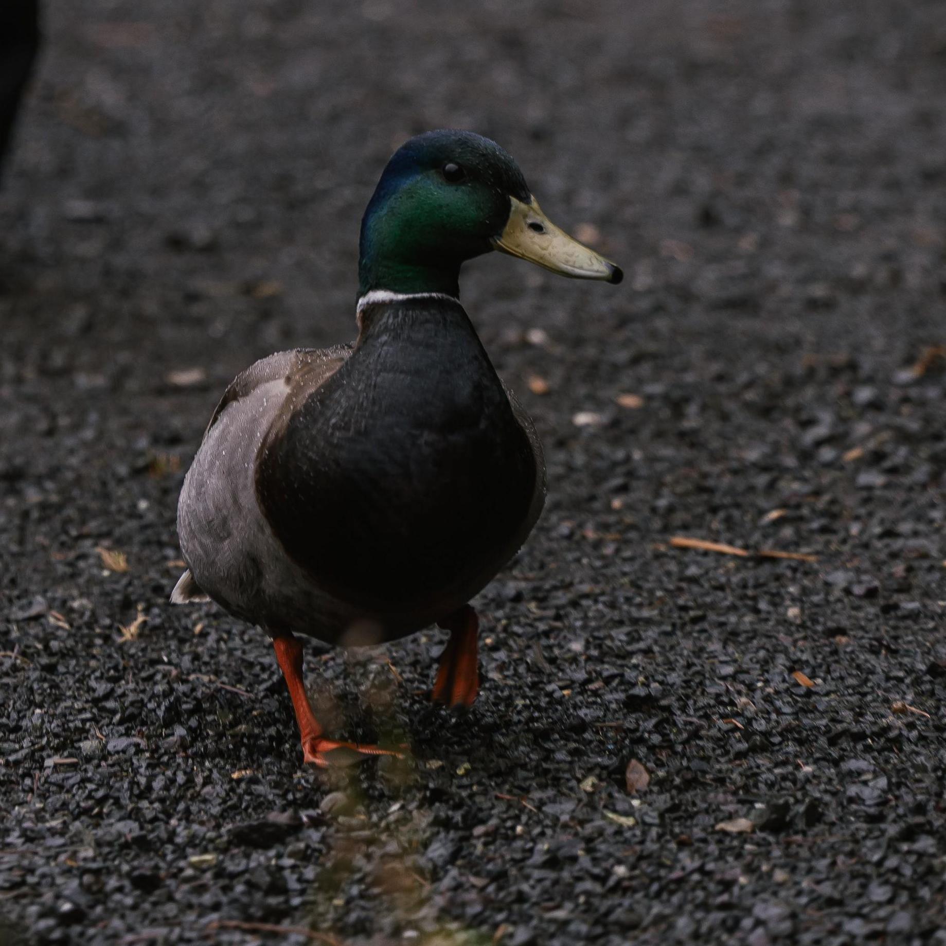 DUCK!