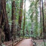 Muir Woods