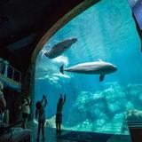 Georgia Aquarium