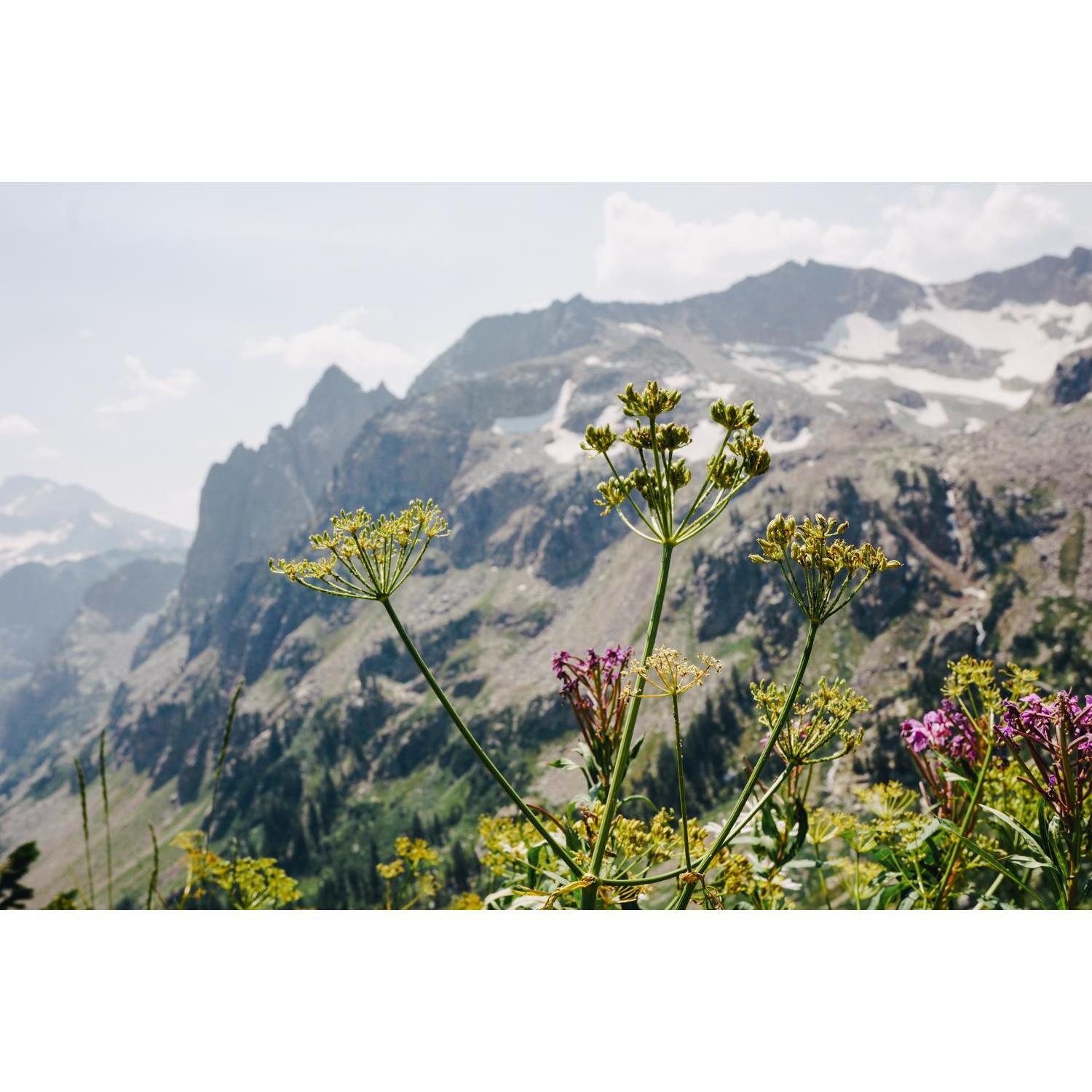 Taking a break to smell the wildflowers. And to dig cat holes.