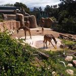 Santa Barbara Zoo