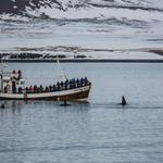 Whale Watching In Grundafjordur