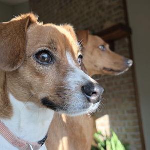 FFF (Furry Friend Fund)