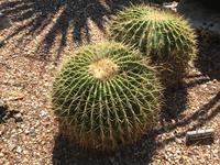 Zilker Botanical Garden