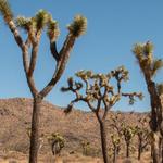 Joshua Tree National Park