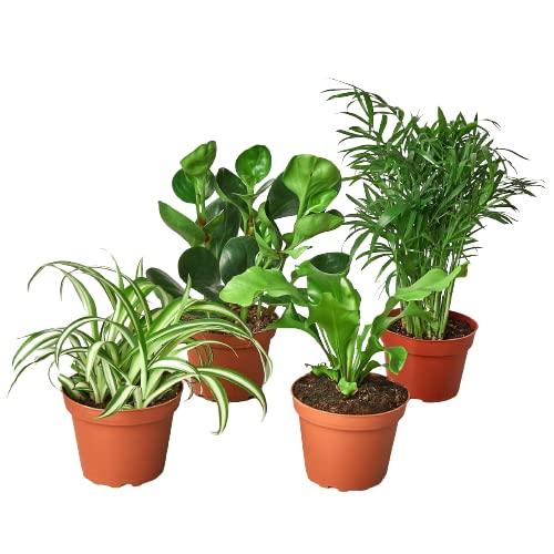 HOUSE PLANT SHOP | Pet Friendly Variety Bundle - 3" Pot | Live Indoor Plant | Easy to Care | Natural Décor Plant | Great Gifts | Free Care Guide