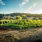 Sonoma Country Travel: Glen Ellen Recommendations