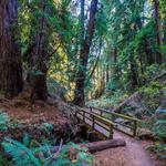 Dipsea Trail