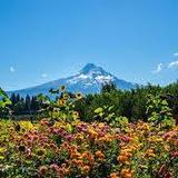 Hood River Fruit Loop
