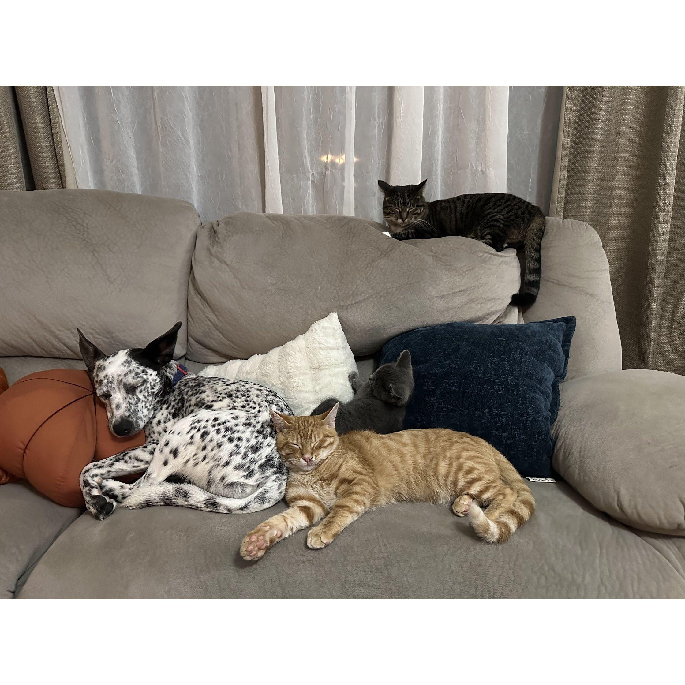 November 2023: We officially have four fur babies.