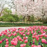The Dallas Arboretum and Botanical Garden