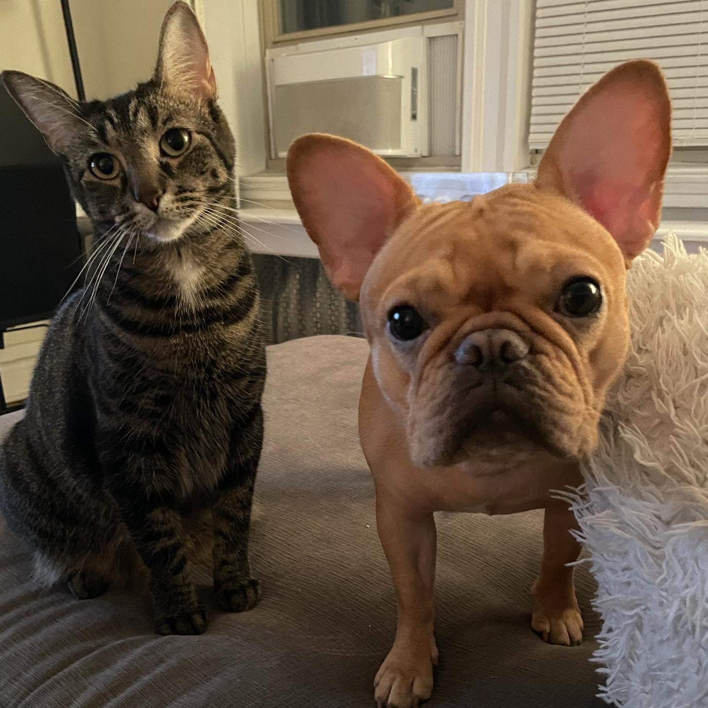 Year's Supply Of Pet Treats