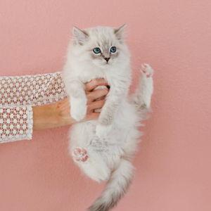 Adopting a Kitten