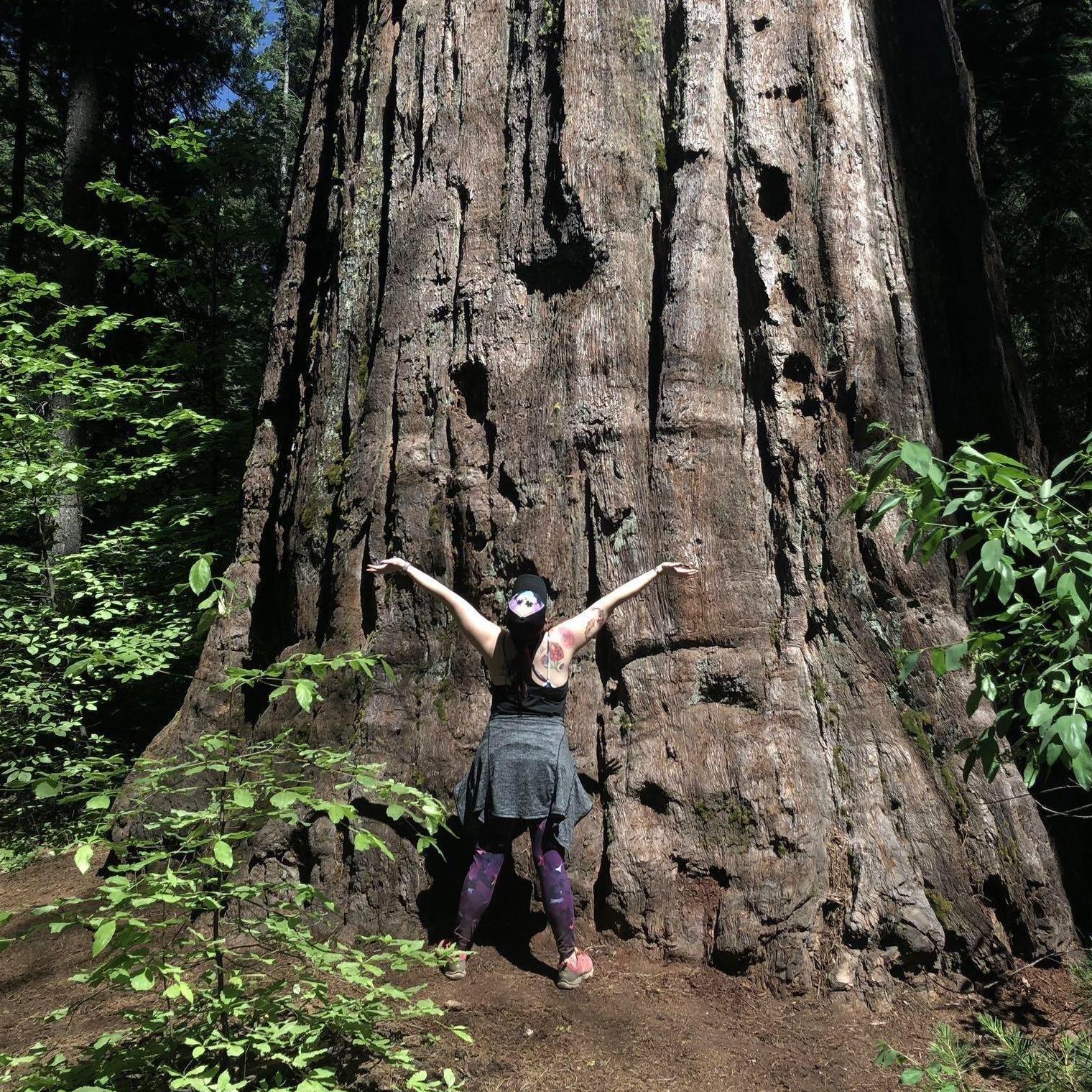 Redwood trees of Northern California.