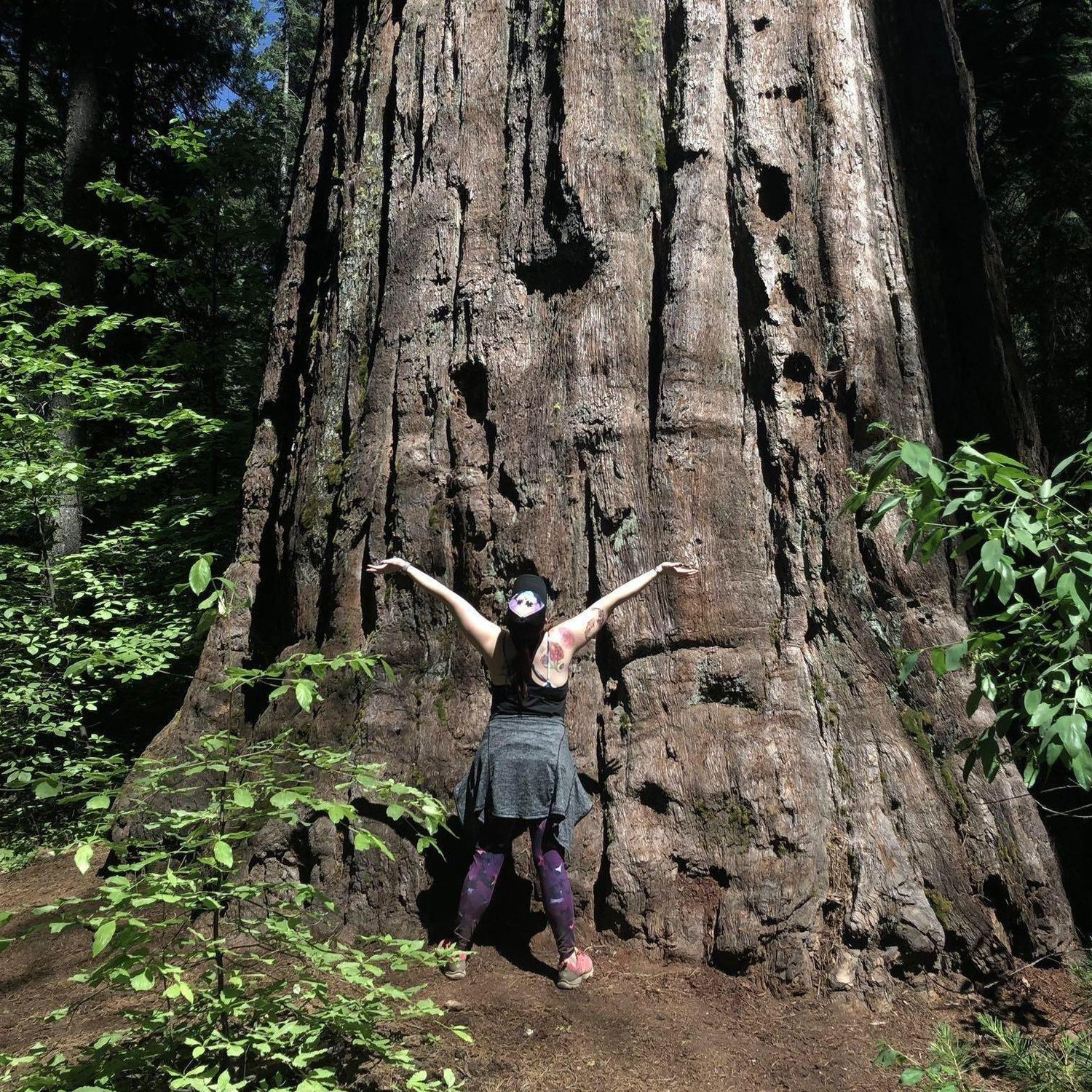 Redwood trees of Northern California.