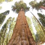 Sequoia National Park