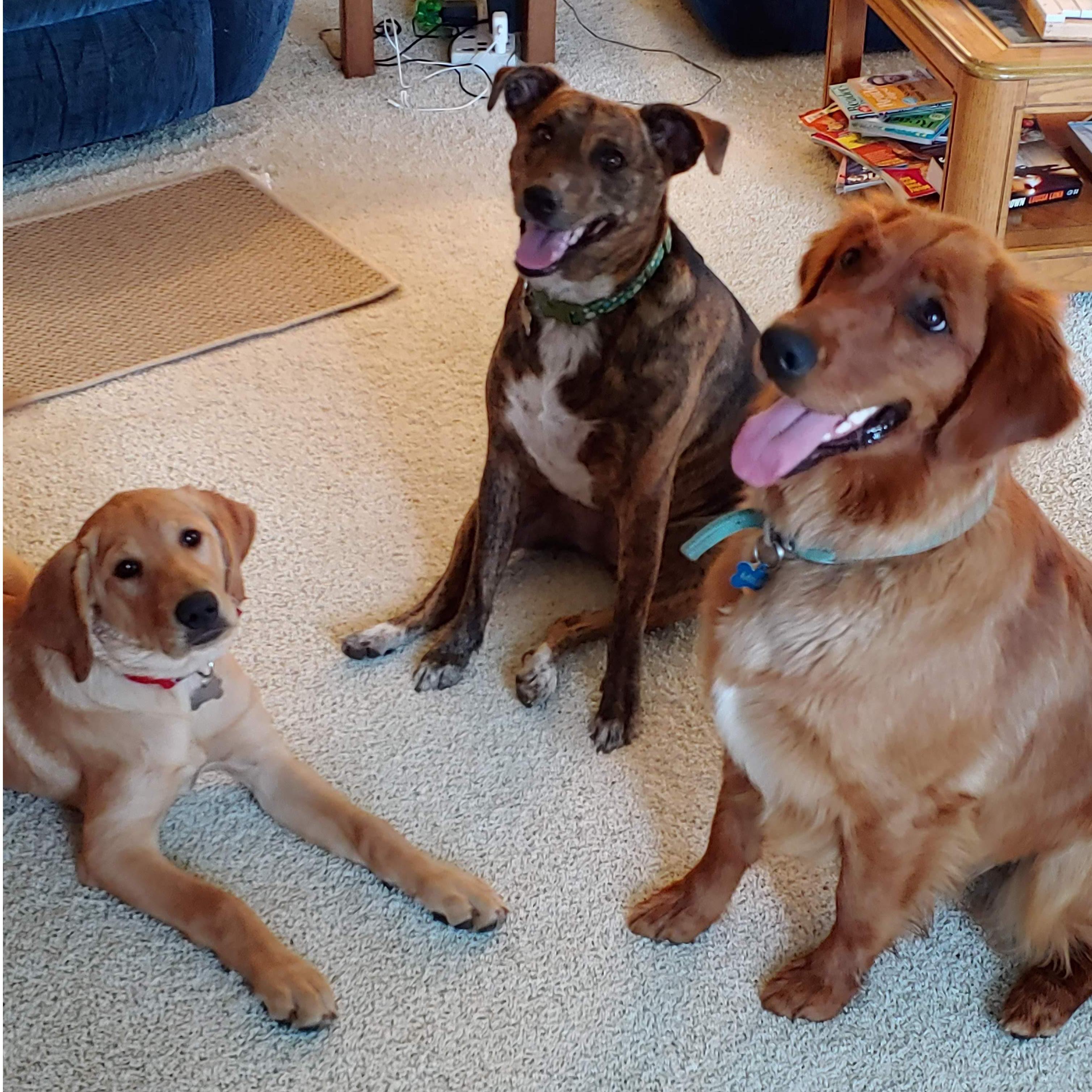 Georgie, Tippy, and Milly at the farm 2019