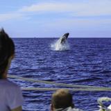 Whale Watching