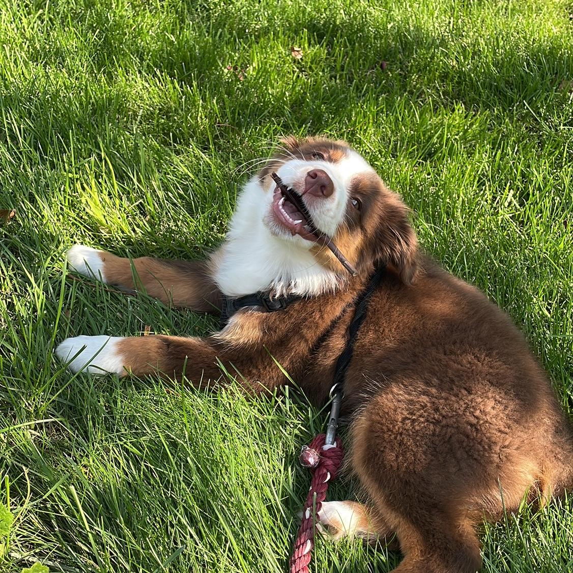 The star of the show, Sadie.