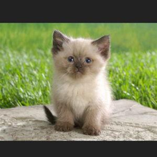 Our New Kitten