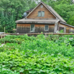Shop local produce at Yellow Birch Farm
