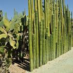 Jardín Etnobotánico de Oaxaca