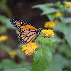 Dahlonega Butterfly Farm & Winery