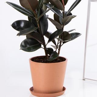 Burgundy Rubber Tree Plant