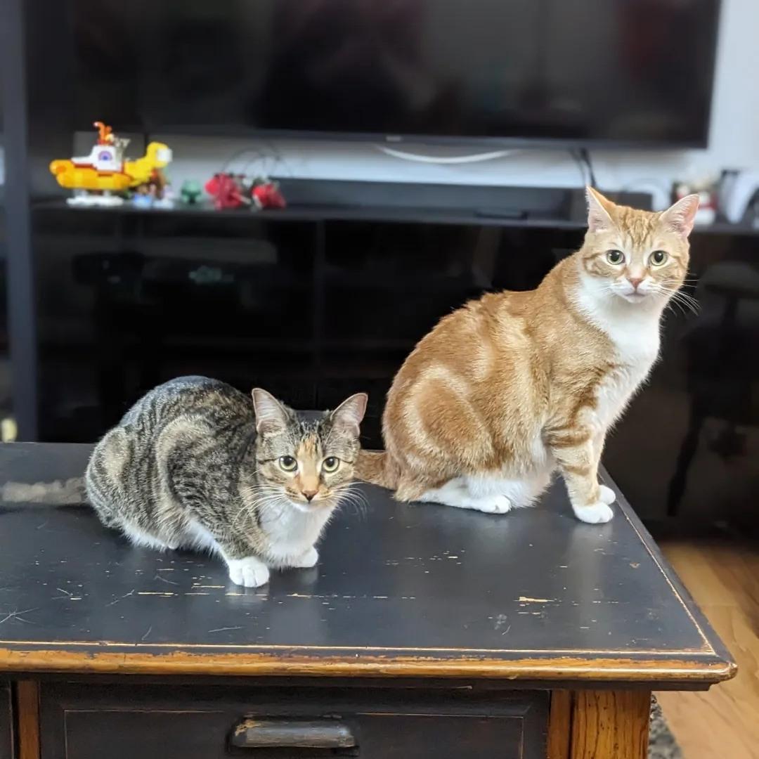 Our sweet babies, Cirilla and Finneas