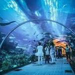 Georgia Aquarium