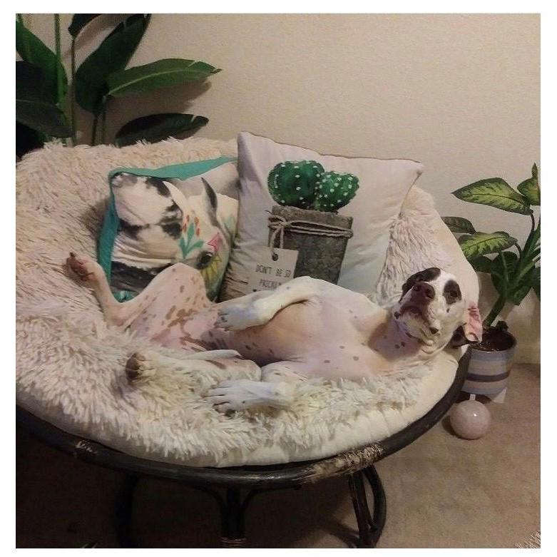Spoiled Bella