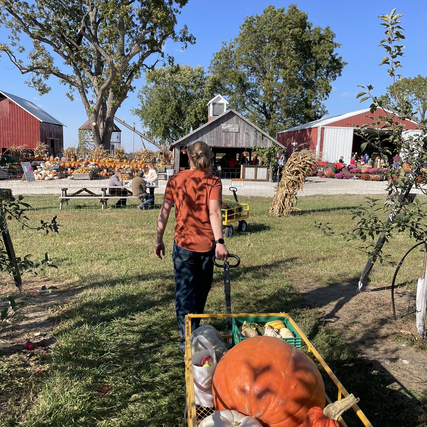 Trip to the pumpkin patch