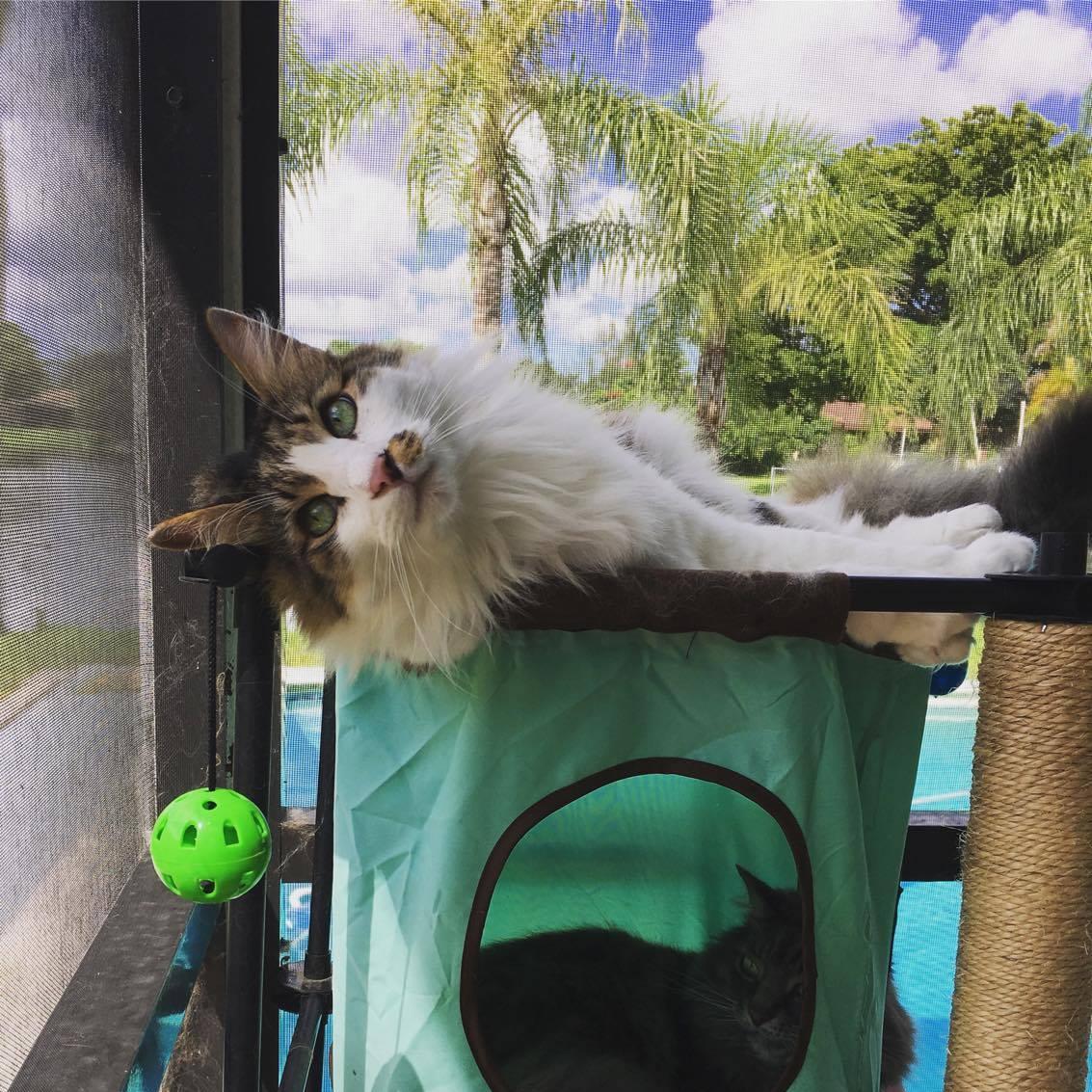 James (top) and Sirius (bottom), two more of our pack, perfectly representing their personalities, and bringing us unending joy every day!