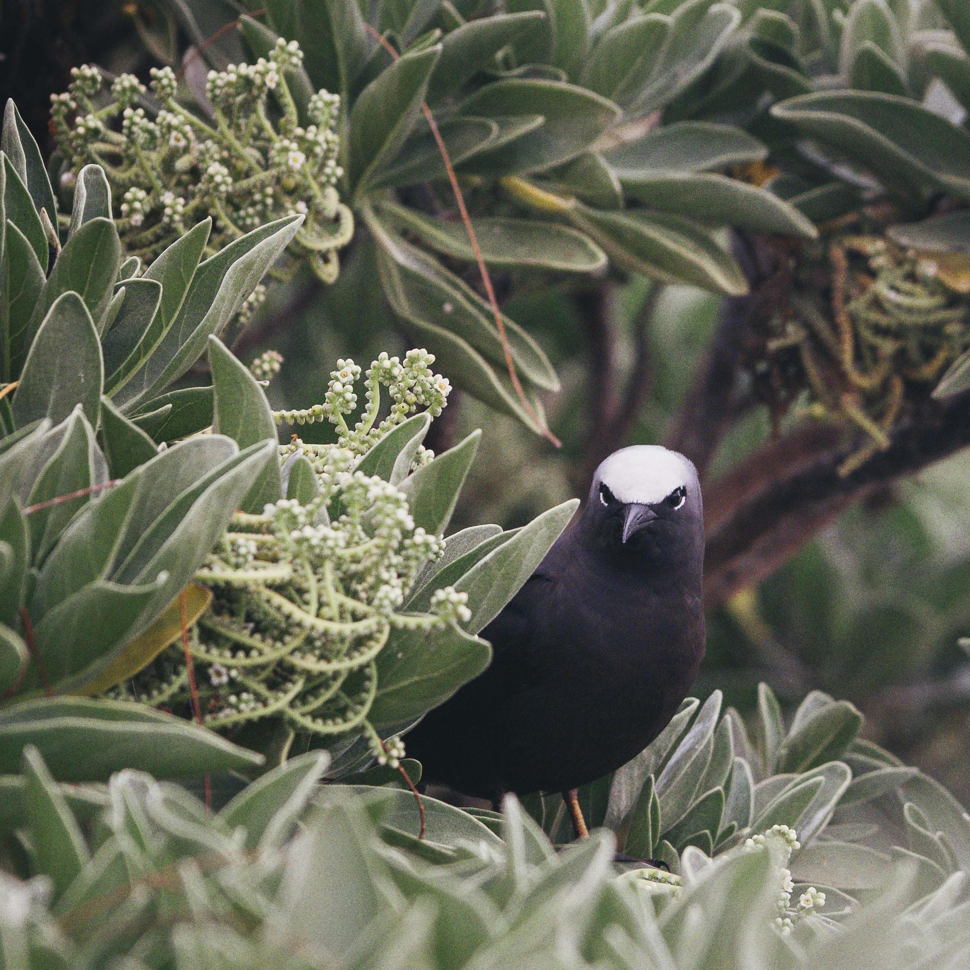 We will be there during bird season. Which is noisy but amazing, with lots of little baby birds around.