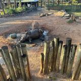 Brevard Zoo