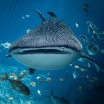 Georgia Aquarium